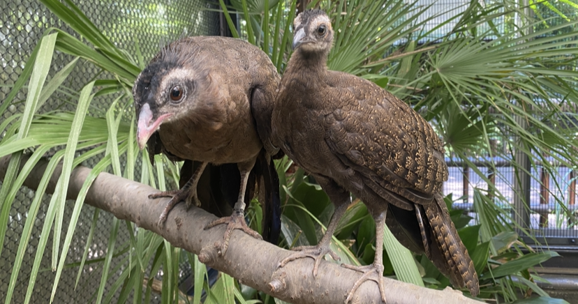 🐤ピヨピヨだより　それぞれのお気に入り🐤の写真