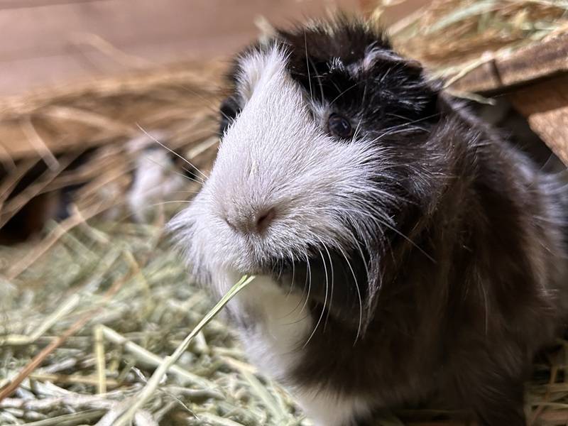 Pick up モル！⑧の写真