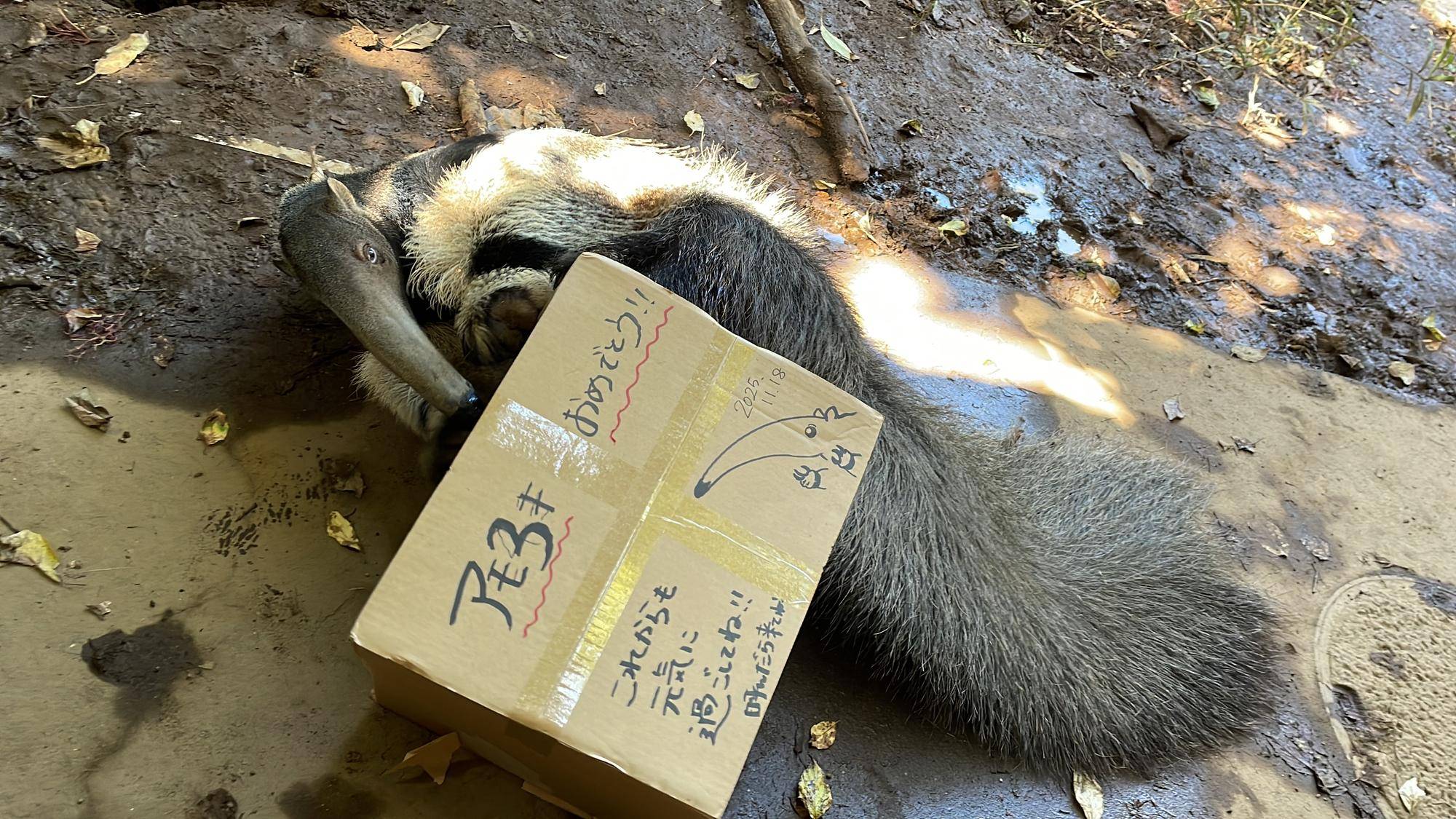 オオアリクイ通信　アモ3歳♪♪の写真