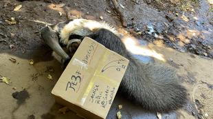 オオアリクイ通信　アモ3歳♪♪