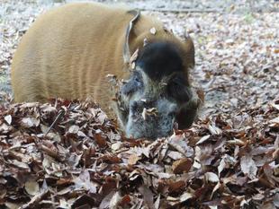 今年も落ち葉を入れてみました🍂