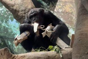 チンパンジーはフィーダーのエサをどうやって食べる！？