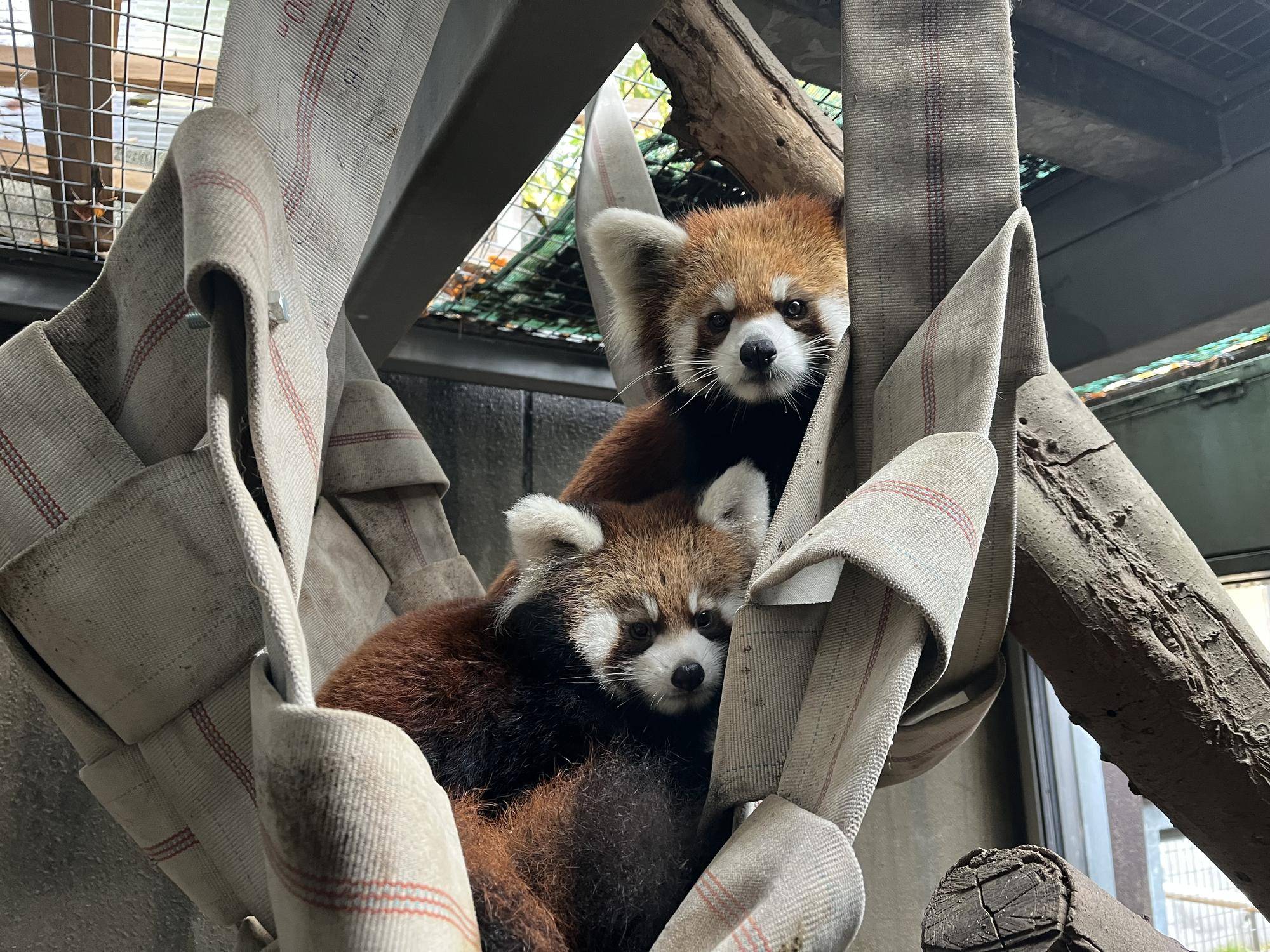 レッサーパンダの赤ちゃん公開＆愛称投票を行います！の写真