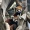レッサーパンダの赤ちゃん公開＆愛称投票を行います！の画像