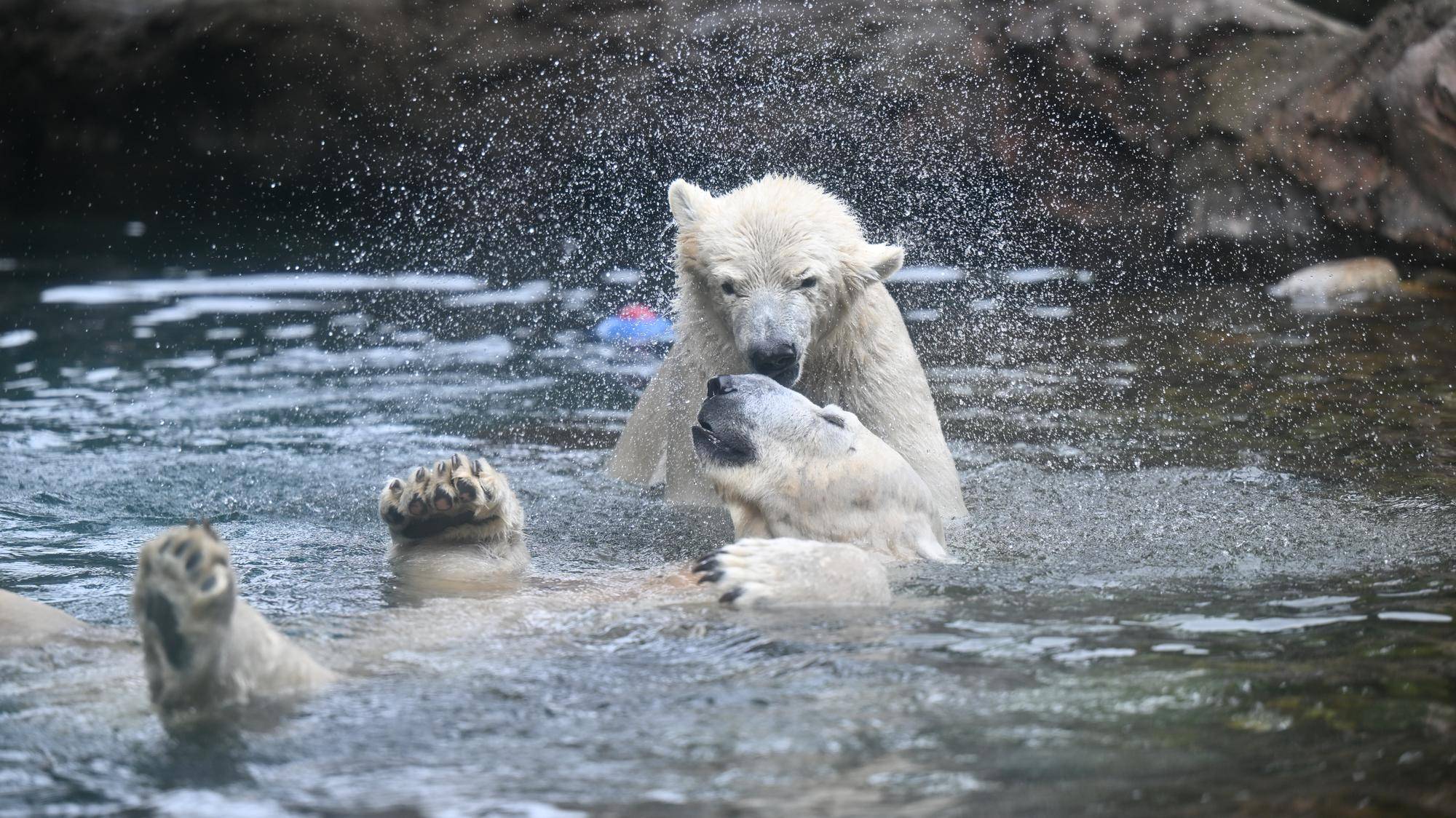 国際ホッキョクグマの日イベント「知ろうくまフェスタ！」を開催しますの写真
