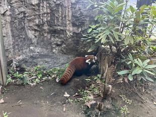 レッサーパンダ　成長記８