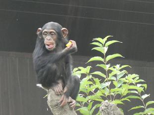 チンパンジーに旬のおやつをプレゼント(11月：柿）