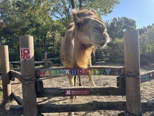 ソフィー12歳の誕生日会をしました!