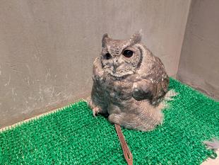 【11/26修正】バードショーをお休み中の鳥たち