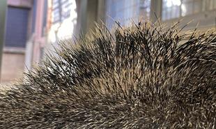 オオアリクイ通信　わたしはだあれ？