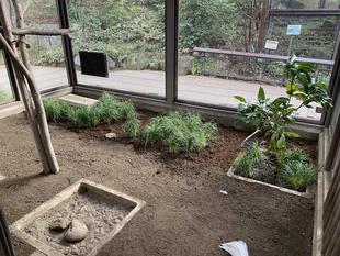 キジ舎プチリニューアル🌲