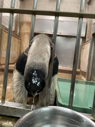 オオアリクイ通信　不思議なオオアリクイ