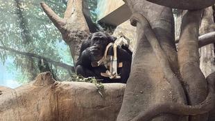 チンパンジーに旬のおやつをプレゼント（10月：栗）