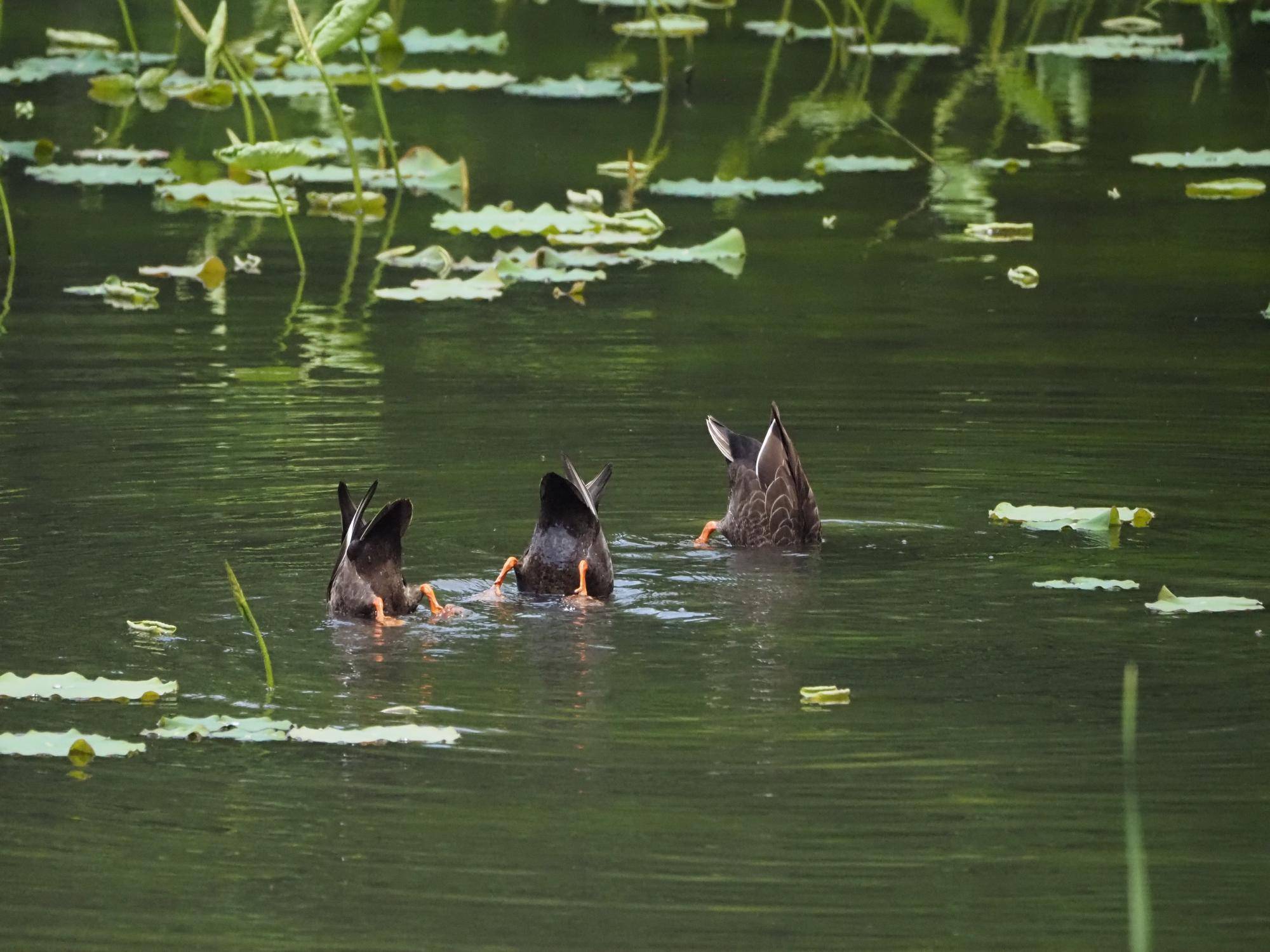 ズーラシアの野鳥⑬の写真