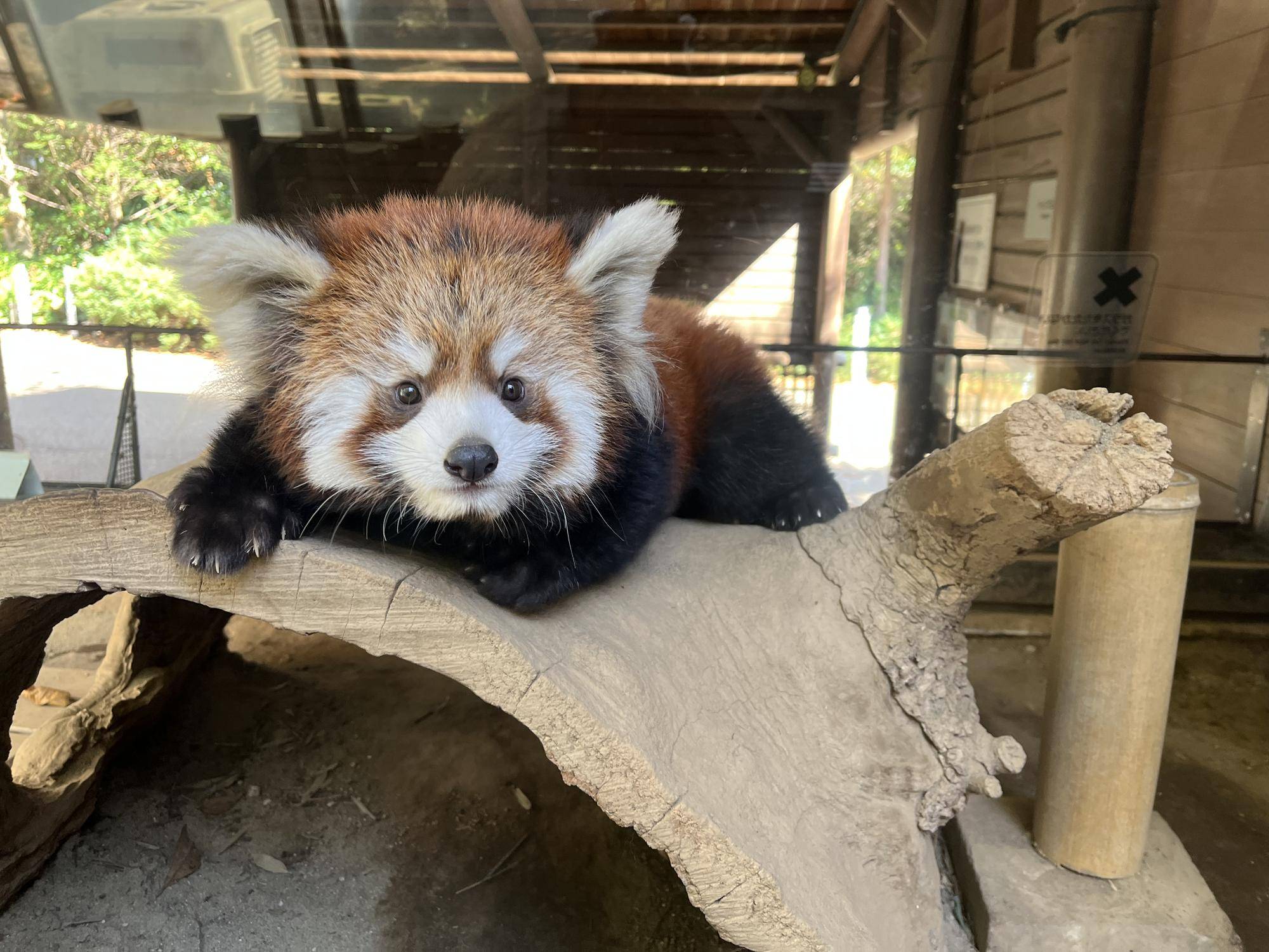 レッサーパンダ　成長記　番外編の写真