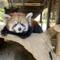 レッサーパンダ　成長記　番外編の画像