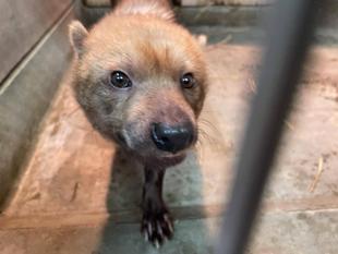 ヤブイヌ通信　フクマルの展示についてのお知らせ