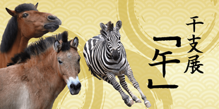 【12/17追記】干支展「午」