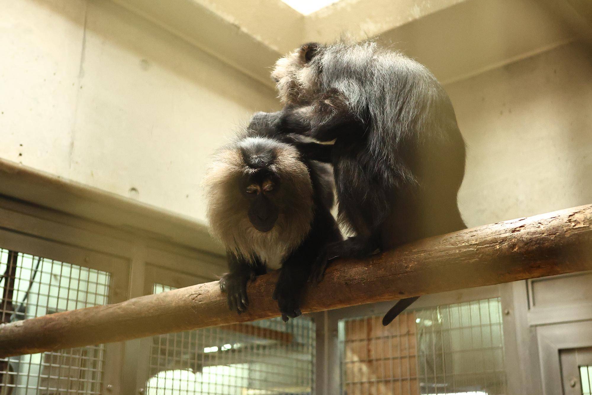 シシオザルの12月+2025年の写真