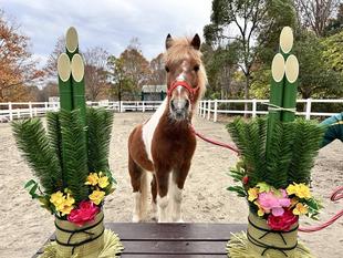 2026年は午年！！！