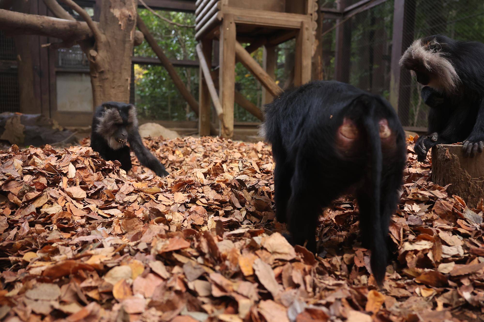 シシオザルの11月の写真