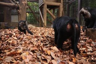 シシオザルの11月