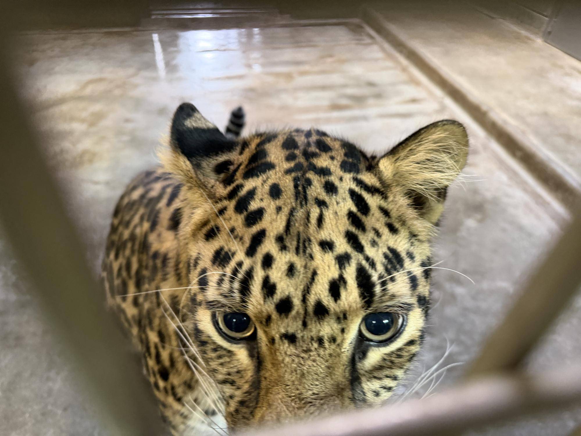 アムールヒョウ　始めましたの写真