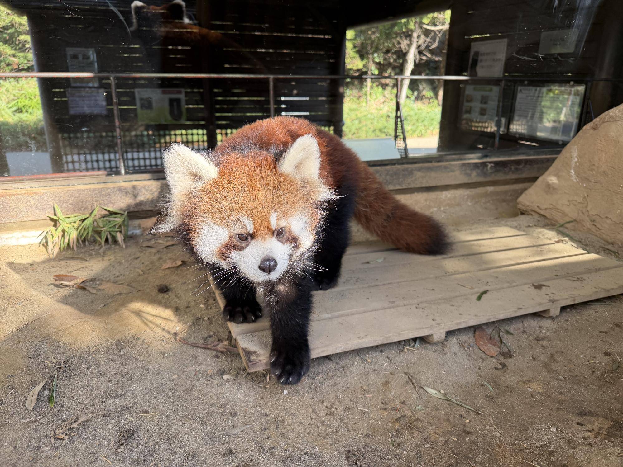 レッサーパンダ　成長記１１の写真