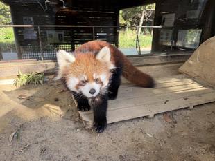 レッサーパンダ　成長記１１