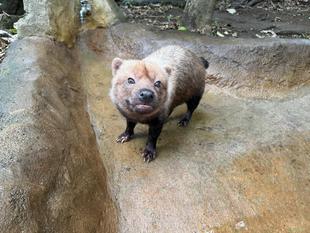 ヤブイヌ通信　あっという間に年の瀬