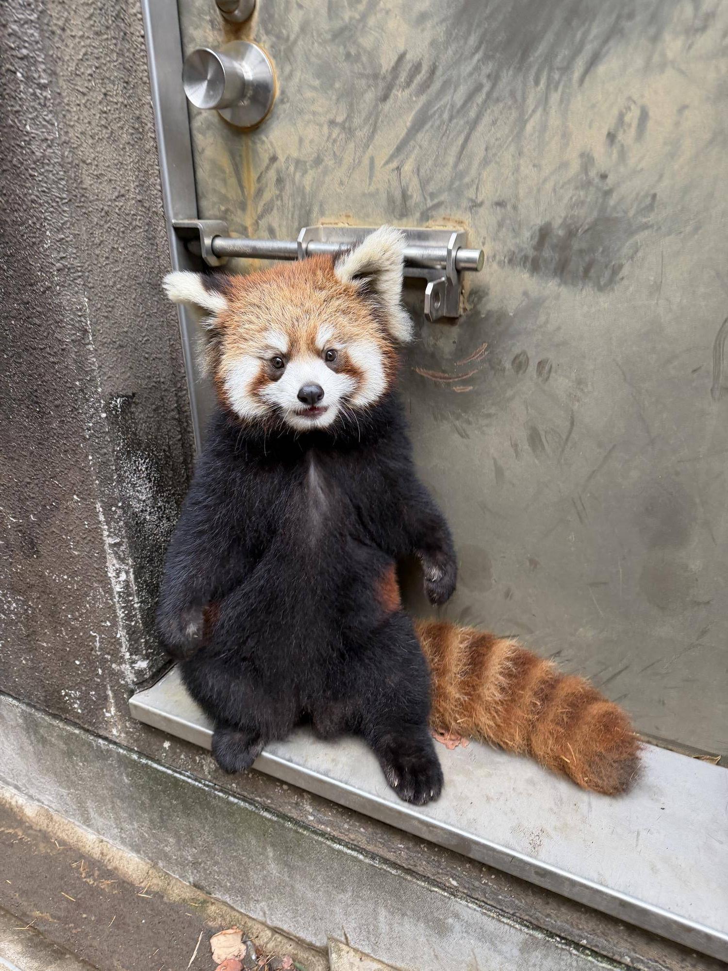 レッサーパンダ　成長記１０の写真