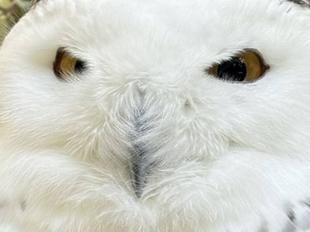 ユキの季節がやってきた！