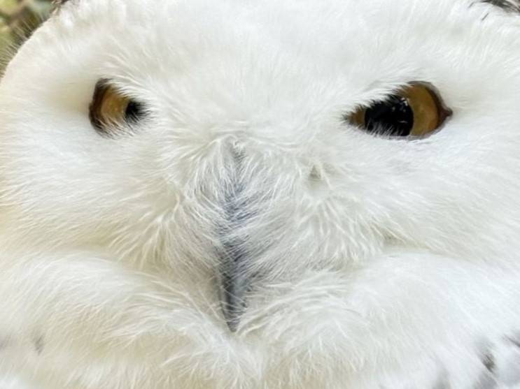 ユキの季節がやってきた！の写真