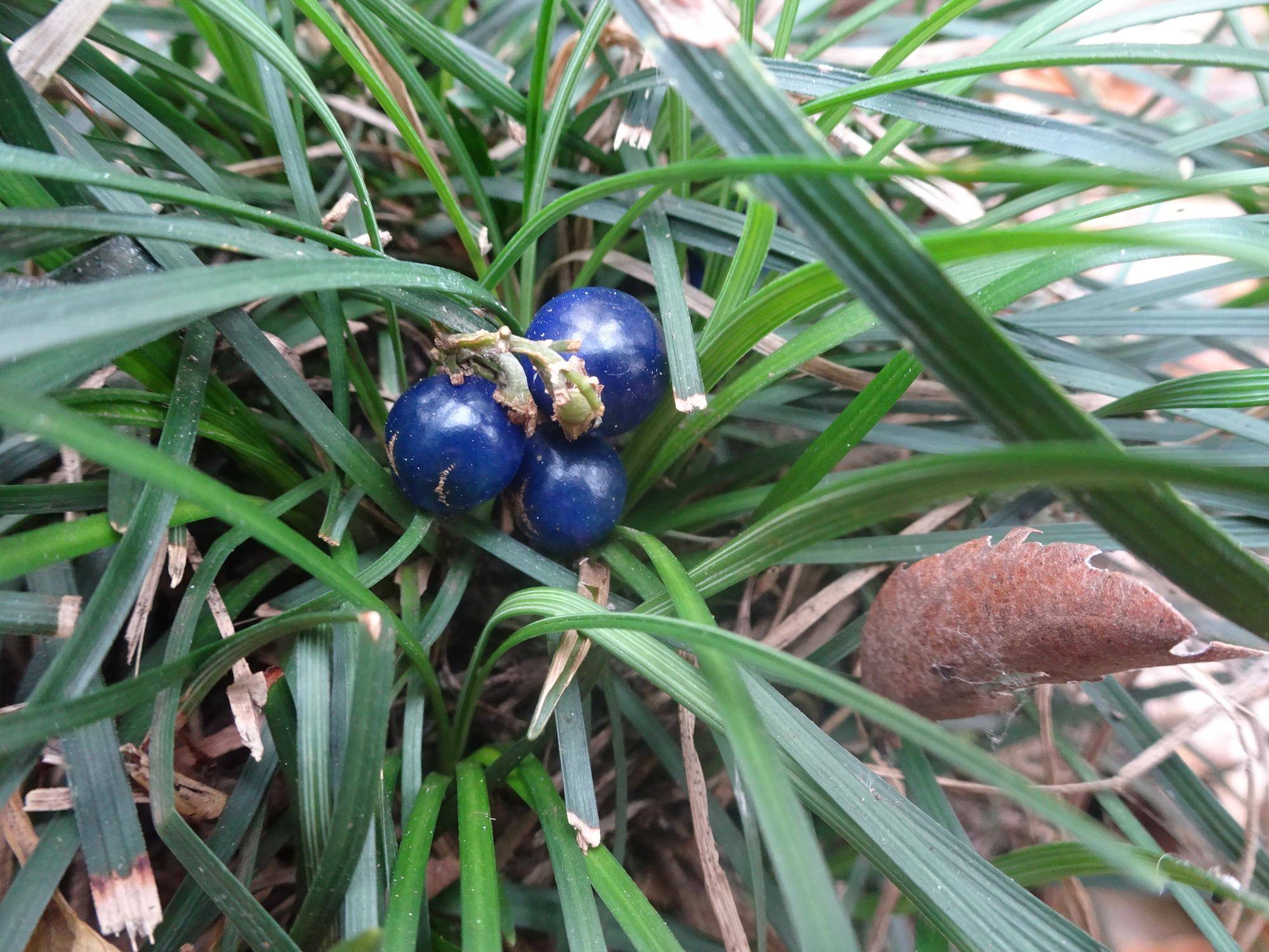 ～　巳年の最後に　～の写真