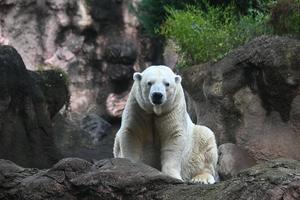ゴーゴ出園前特別イベント ～ゴーゴとのつながりを未来へ！ とくしまへ！！～の画像