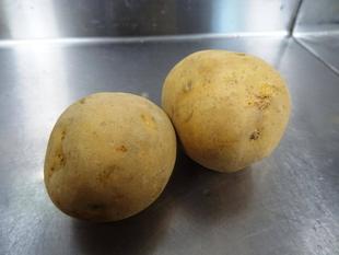 ～　午年に見たい植物　～