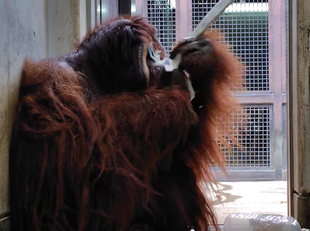 オランウータンはフィーダーの餌をどうやって食べる！？　ロビンの場合