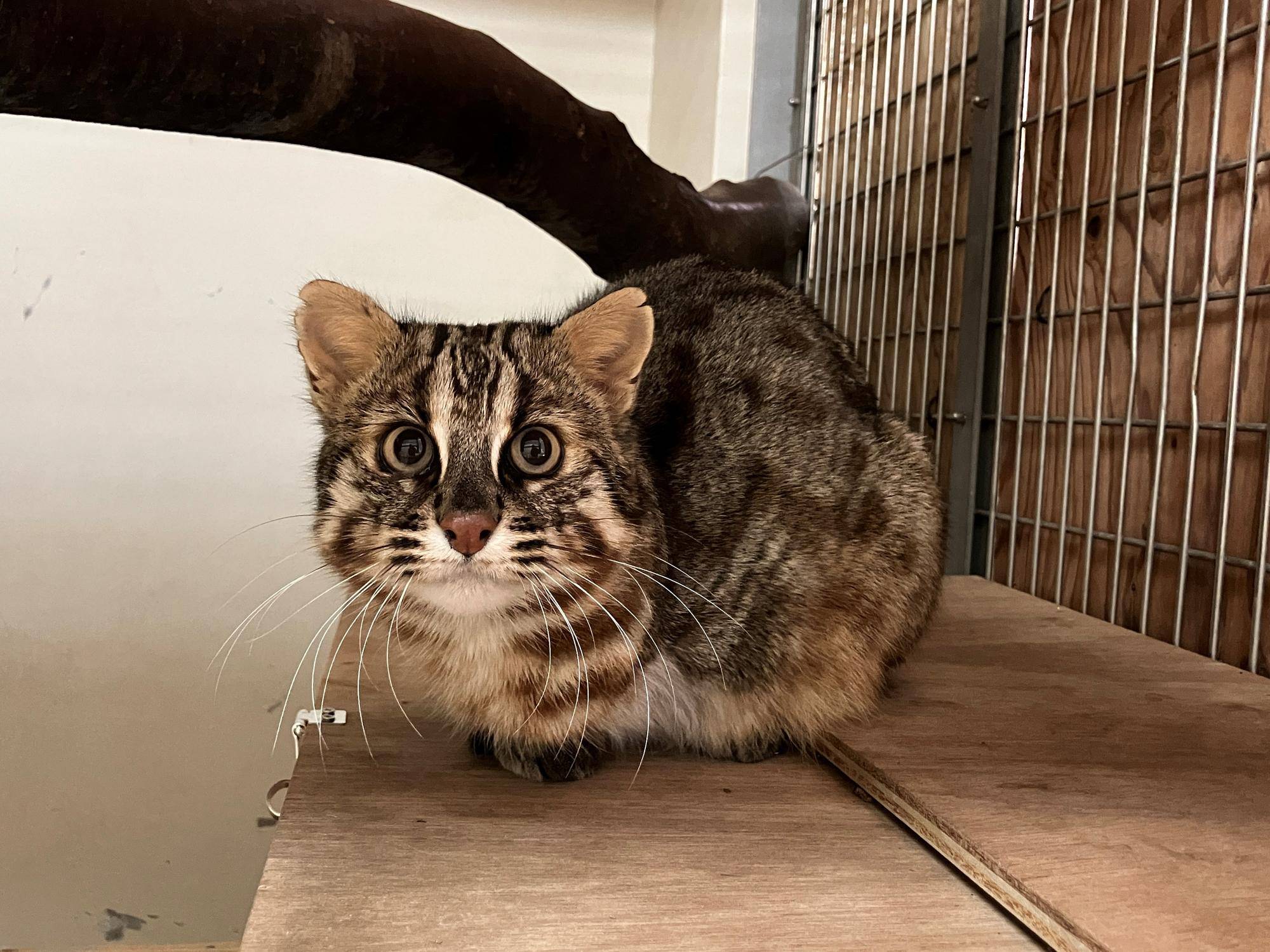 ヤマネコバックヤードだより～3頭の様子～の写真