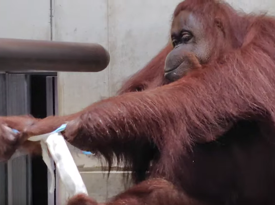 オランウータンはフィーダーの餌をどうやって食べる！？　バレンタインの場合の写真