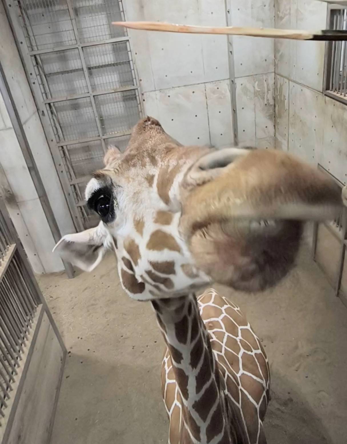 キリン　～カルメン12歳祝～の写真