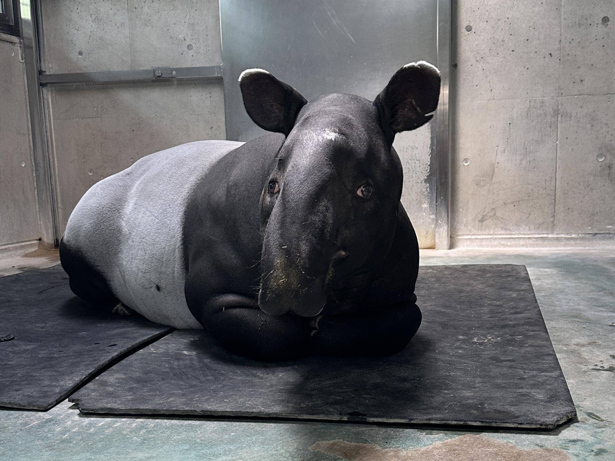 マレーバクのロコの写真