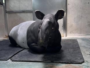 マレーバクのロコ