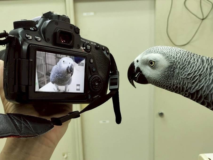 バードショー担当者のカメラより、2025年未公開ショット！📸の写真