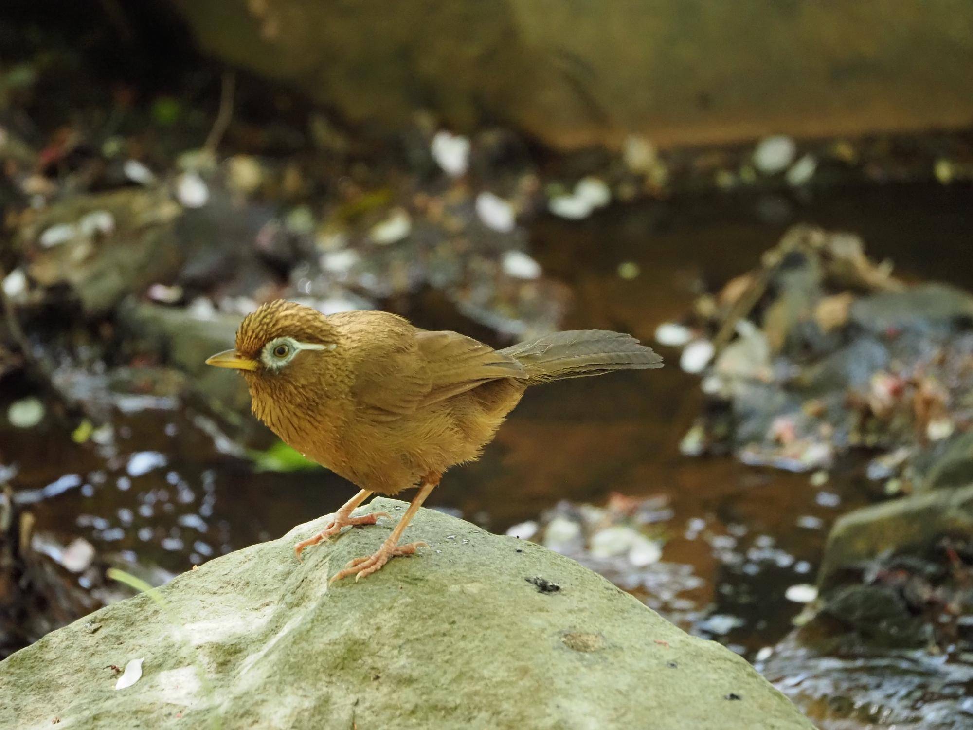 ズーラシアの野鳥⑮の写真