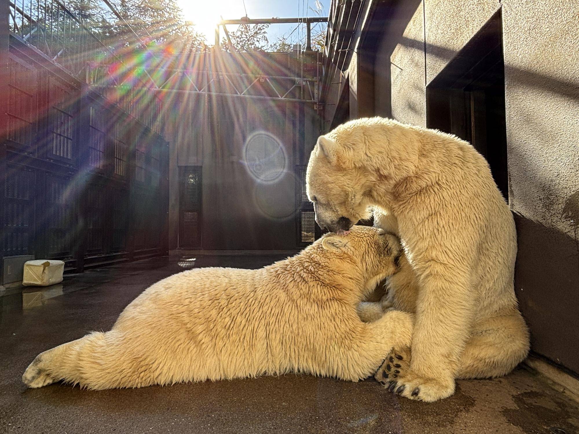 ライ★こんなに大きくなったよ！！！の写真