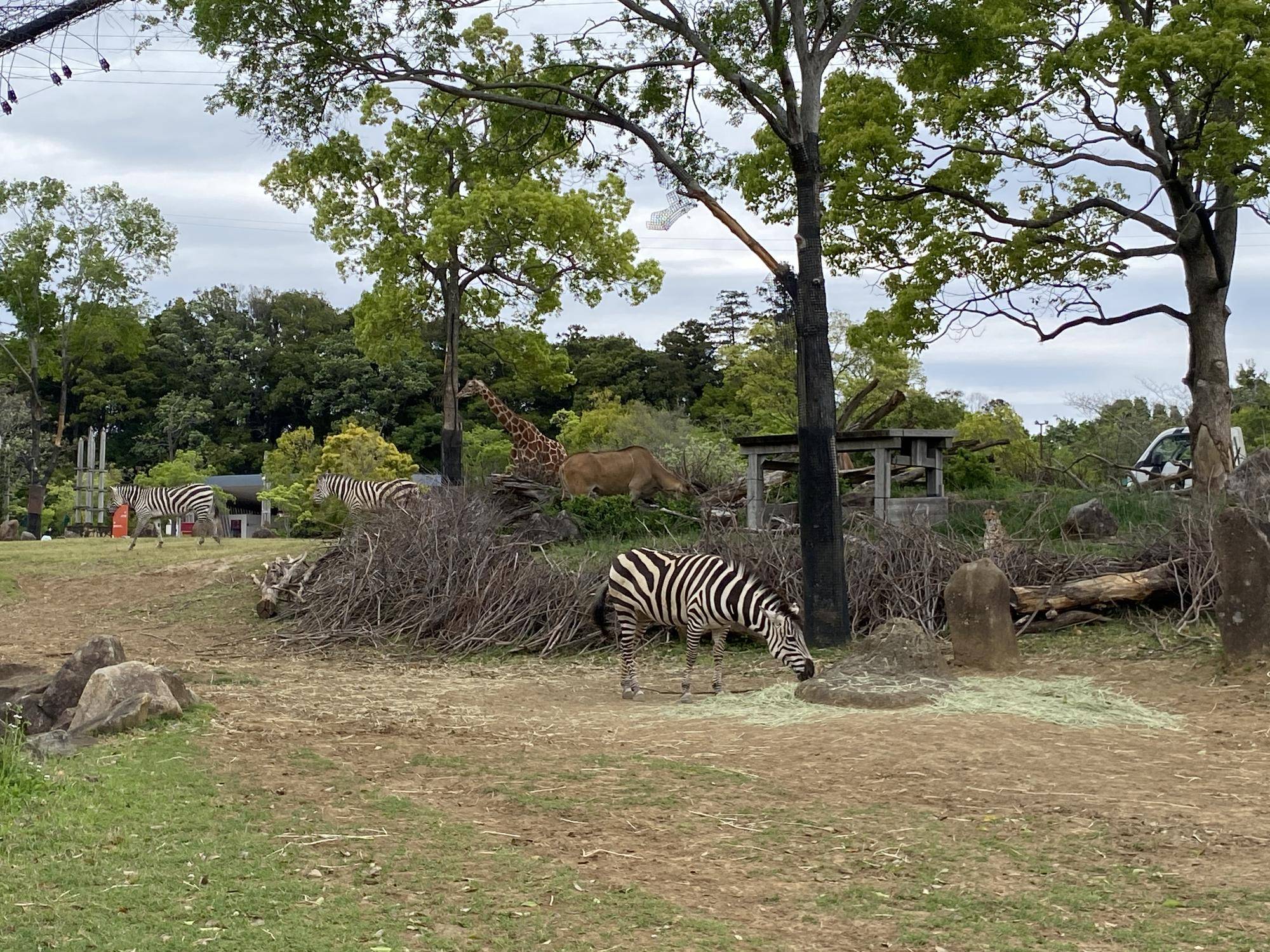サバンナエリアの１ショットブログ～リターンズ～⑪の写真