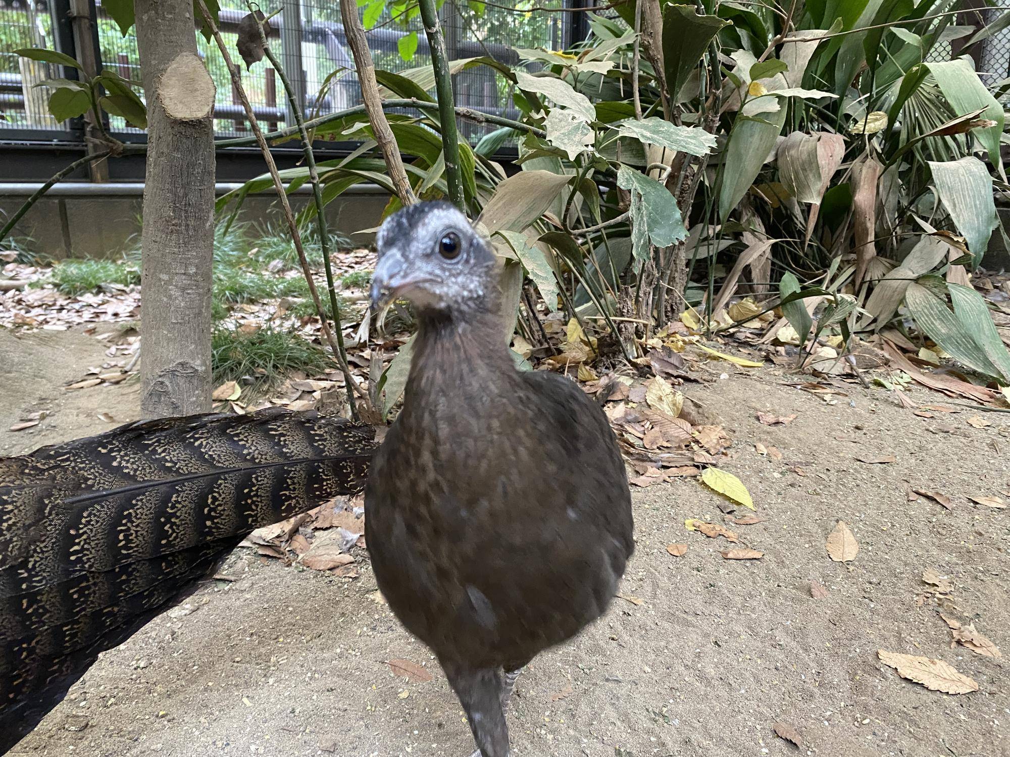 🐤ピヨピヨだより　オス・メスどっちだったでしょう！？🐤の写真
