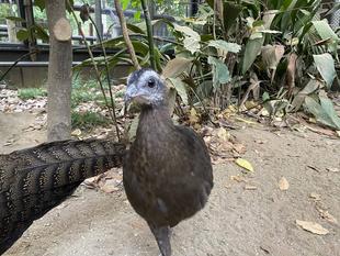 🐤ピヨピヨだより　オス・メスどっちだったでしょう！？🐤