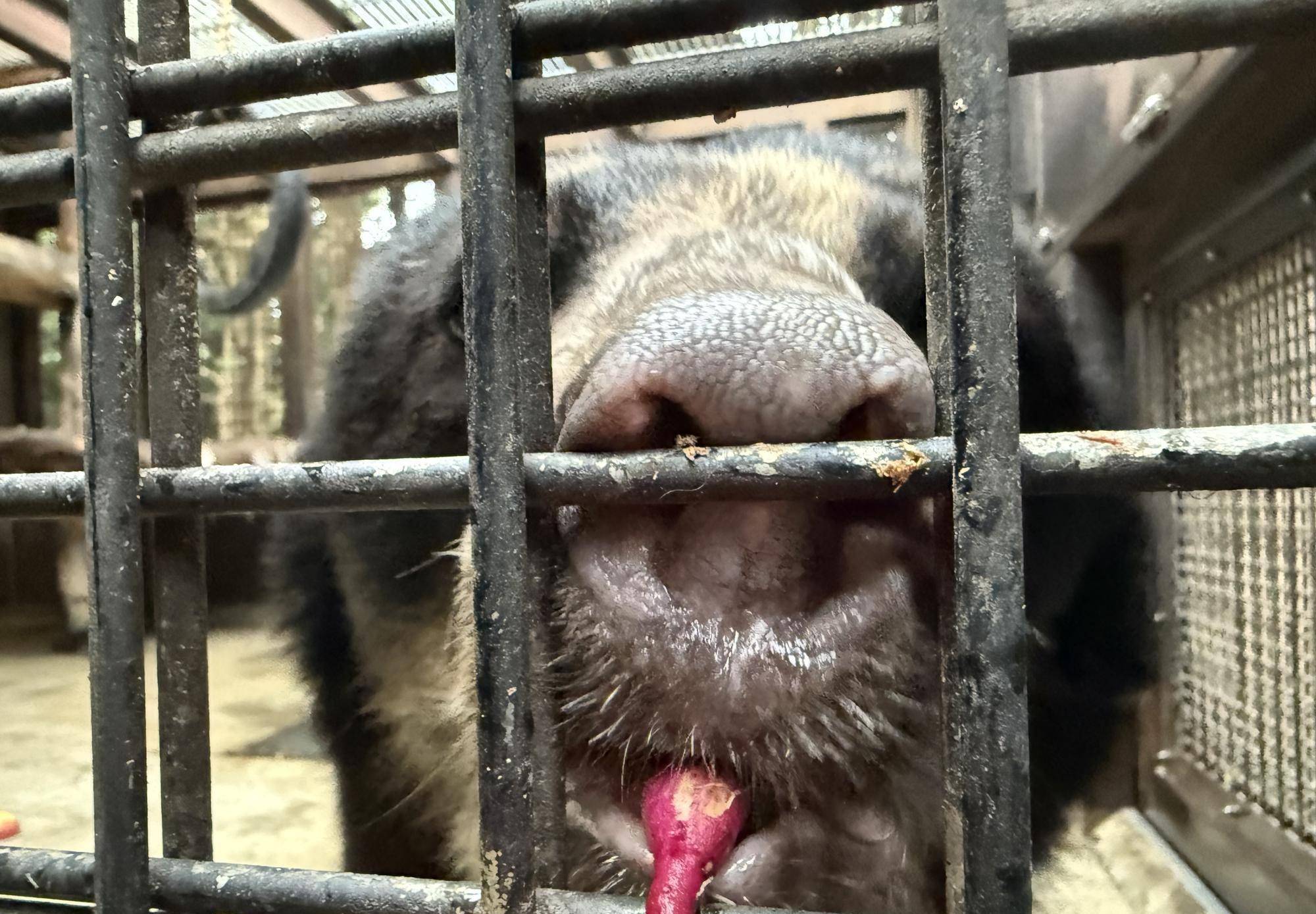 続！メガネグマの家庭菜園？の写真