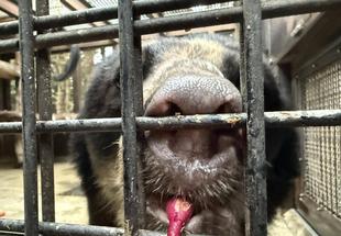 続！メガネグマの家庭菜園？